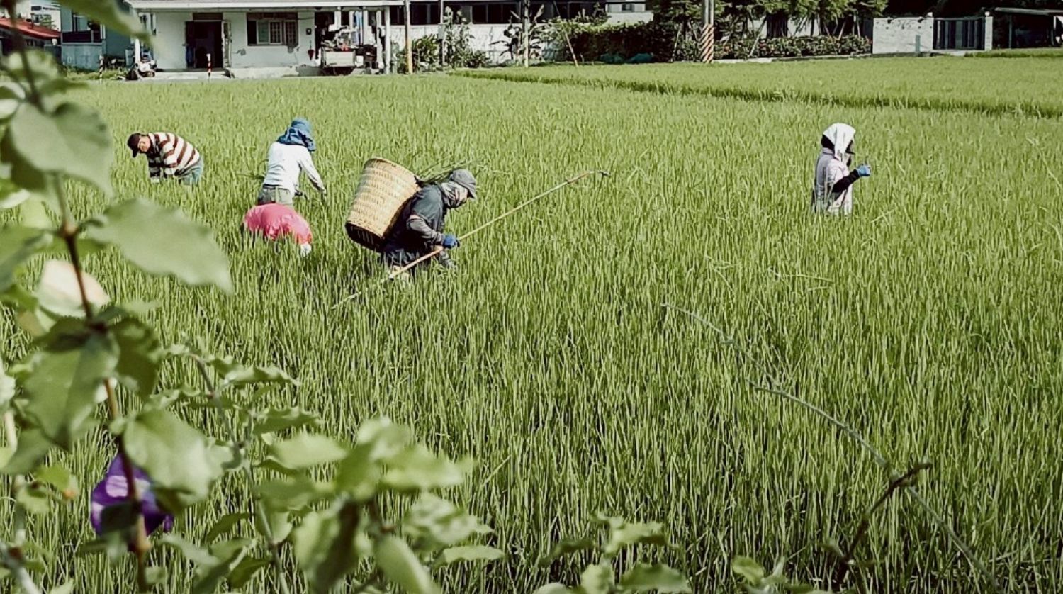 宜蘭友善耕作稻米 穀米寶貝